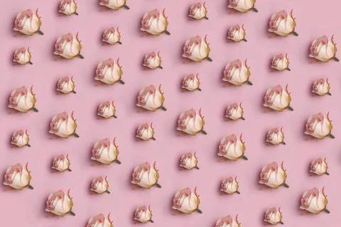 Rose flowers pattern on pink background Stock Photos