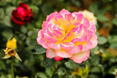 Rose flowers Stock Photos