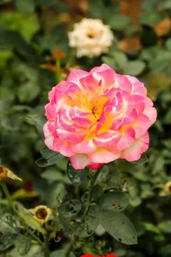 Rose flowers Фото