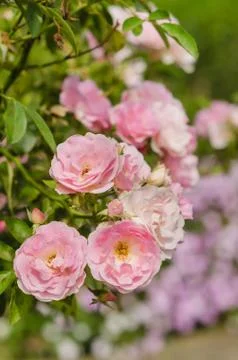 Rose flowers Stock-Fotos