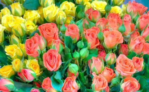 Rose flowers Stock Photos