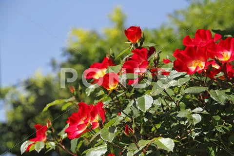 Rose Flowers Stock Photos