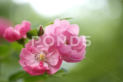 Rose Flowers Stock Photos