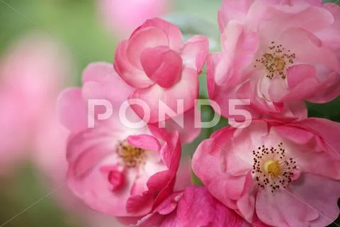 Rose Flowers Stock Photos