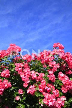 Rose Flowers Stock Photos