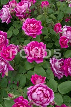 Rose Flowers Stock Photos