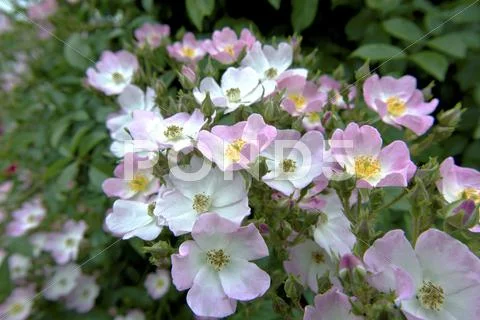 Rose Flowers Stock Photos