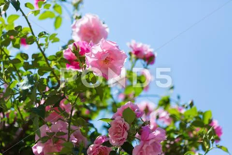 Rose Flowers Stock Photos