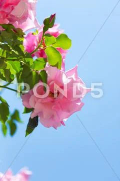 Rose Flowers Stock Photos