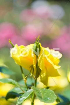 Rose Flowers Stock Photos