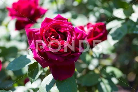 Rose Flowers Stock Photos