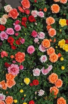 Rose flowers Stock Photos