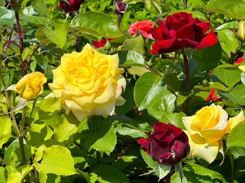 Rose flowers red and yellow in the garden Stock-Fotos