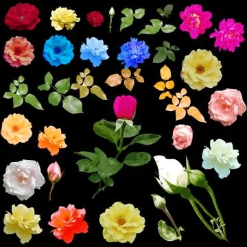 Rose flowers set elements collection design, watercolor Stock Illustration