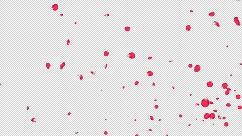 Rose Flutter Slow 01 HD Stock Footage 312511660