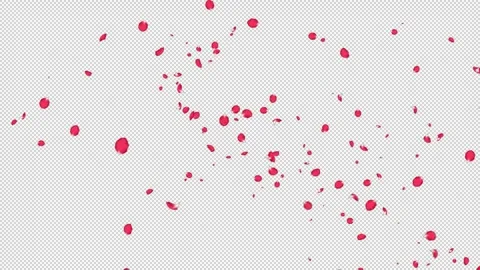 Rose Flutter Slow 02 HD Stock Footage 312511669