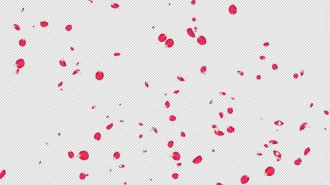 Rose Flutter Slow 04 HD Stock Footage 312511688