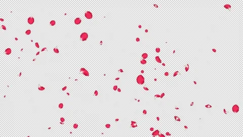 Rose Flutter Slow 05 HD Stock Footage 312511702