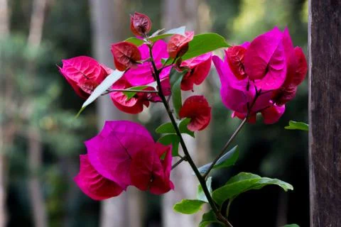 Rose on focus Stock Photos