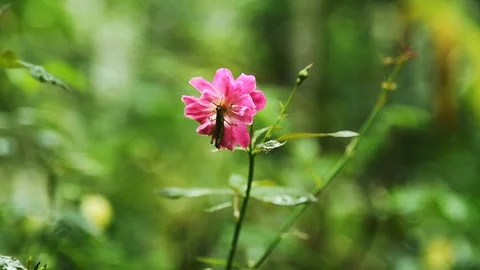 Rose focusing in Stock Footage 92536523