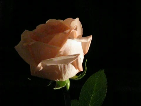 Rose Video stock 409211