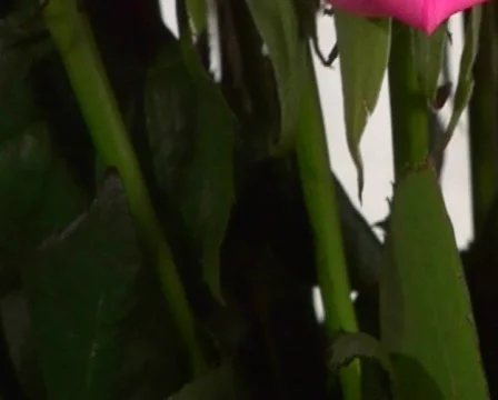 Rose Stock Footage 450766