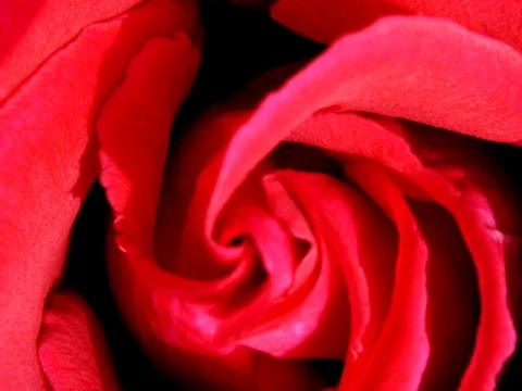 Rose Stock Footage 490153