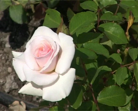 Rose Stock Footage 503029