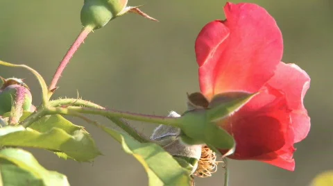 Rose Stock Footage 573635