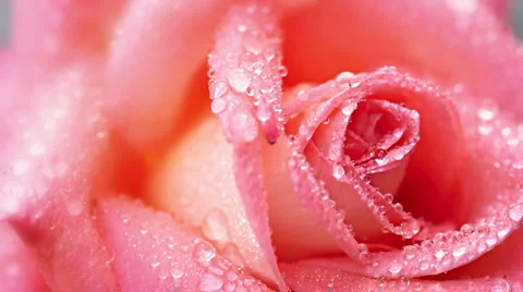 Rose Stock Footage 1012056