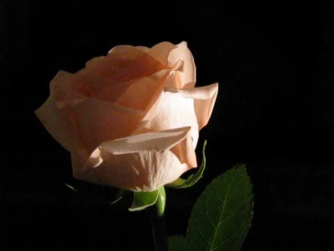Rose Video stock 1058822