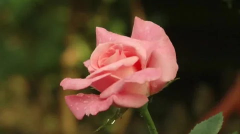 Rose Stock Footage