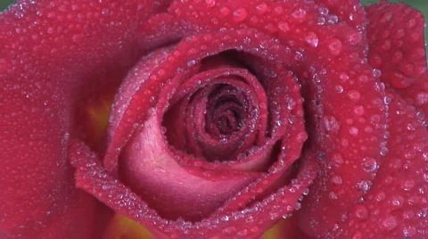 Rose Stock Footage 6482340