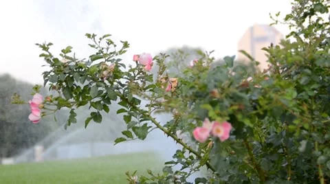 Rose Vídeos de archivo 7759633