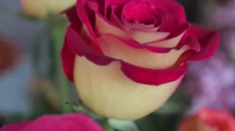 Rose Stock Footage 10749318