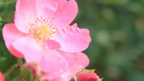 Rose Stock Footage 10790156