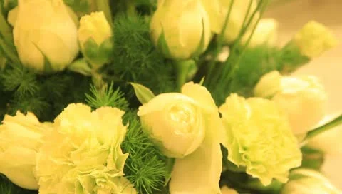 Rose Stock Footage 10793383