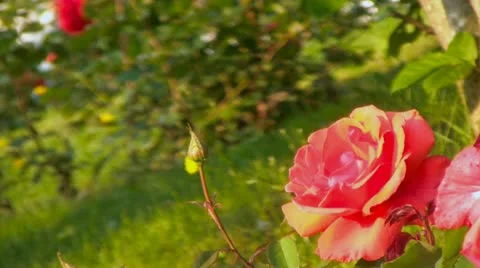 Rose Video stock 10960059