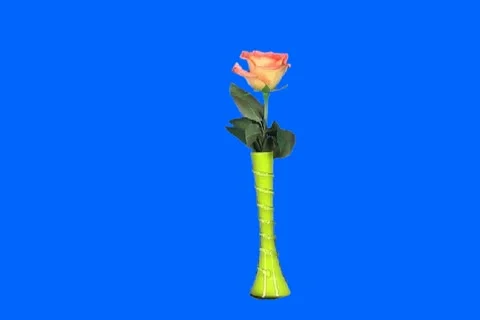 Rose Video stock 19160794