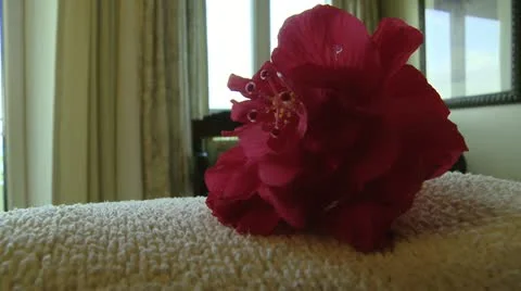 Rose Stock Footage 22341918