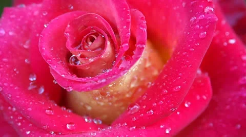 Rose Stock Footage 25183311