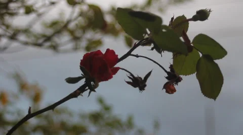 Rose Stock Footage 27964732