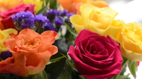 Rose Stock Footage 29640770