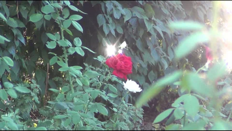 Rose 스톡 동영상 30366162