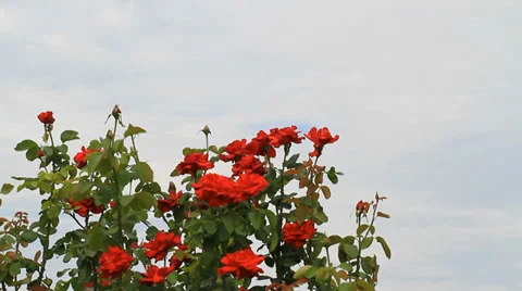 Rose Stock Footage 32663500