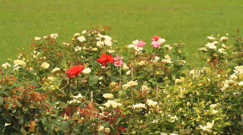 Rose Stock Footage 32665142