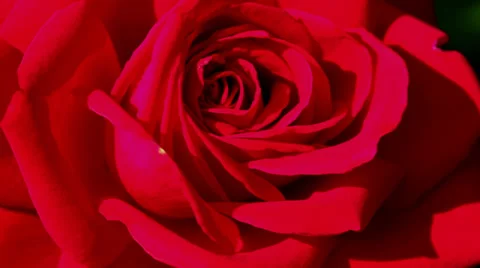 Rose Stock Footage 33625474