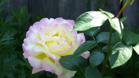 Rose Stock Footage 33626174