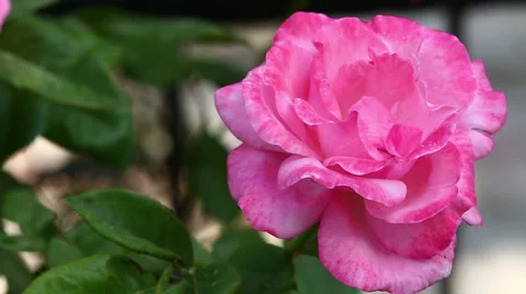 Rose Stock Footage 50145855