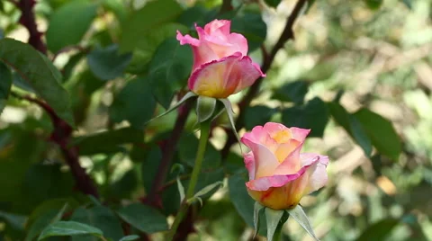 Rose Stock Footage 50146406